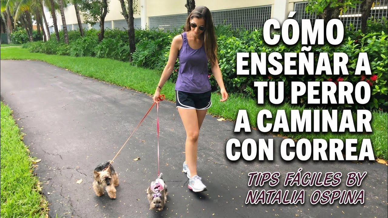 Cómo enseñar a tu perro a caminar con correa - Tips by Natalia Ospina