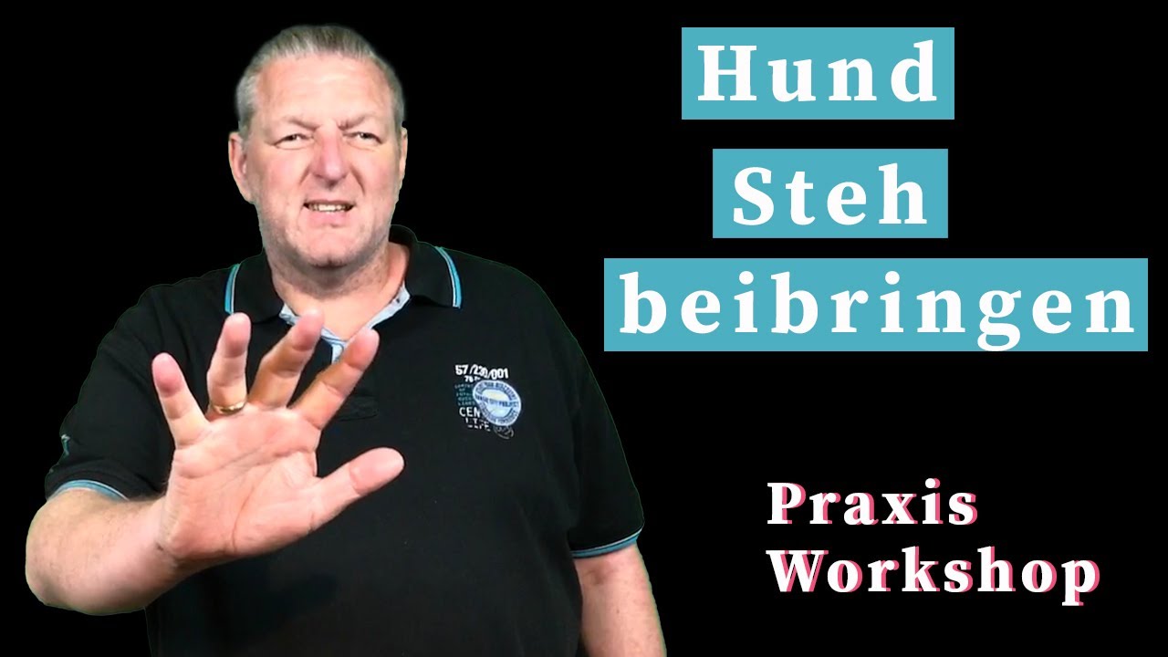 Hund Steh beibringen - Positionswechsel und aus der Bewegung