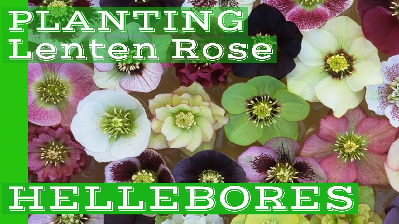 Acorn Hill HELLEBORES. LENTEN ROSE in The Acorn Hill Landscape. Hellebores in the Garden.