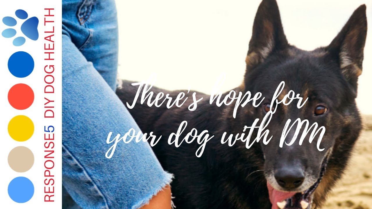 How do you help your dog with DM?