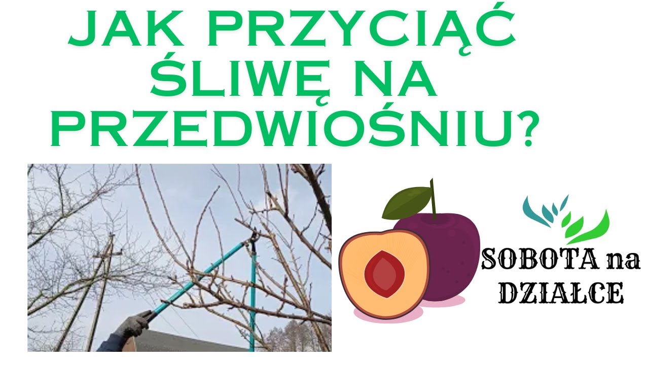 Cięcie śliwy na przedwiośniu.