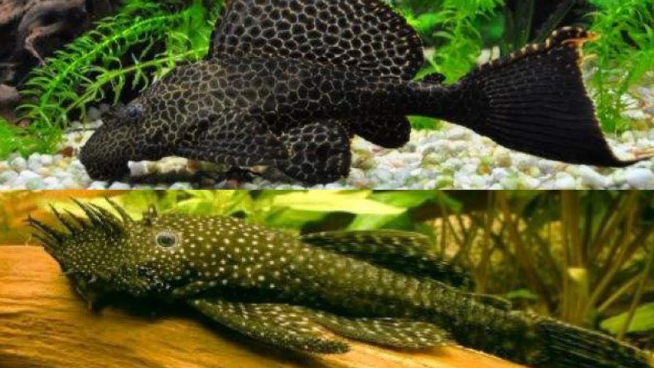 Leopar İle Cüce Vatoz Arasındaki Farklar