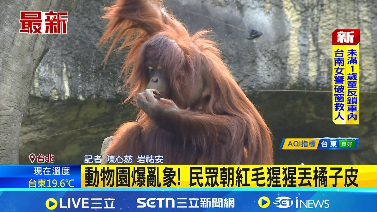 初三走春潮! 動物園湧林兩萬三千次人潮 動物園爆亂象! 民眾朝紅毛猩猩丟橘子皮│記者 陳心慈 岩祐安│新聞一把抓20260219│三立新聞台