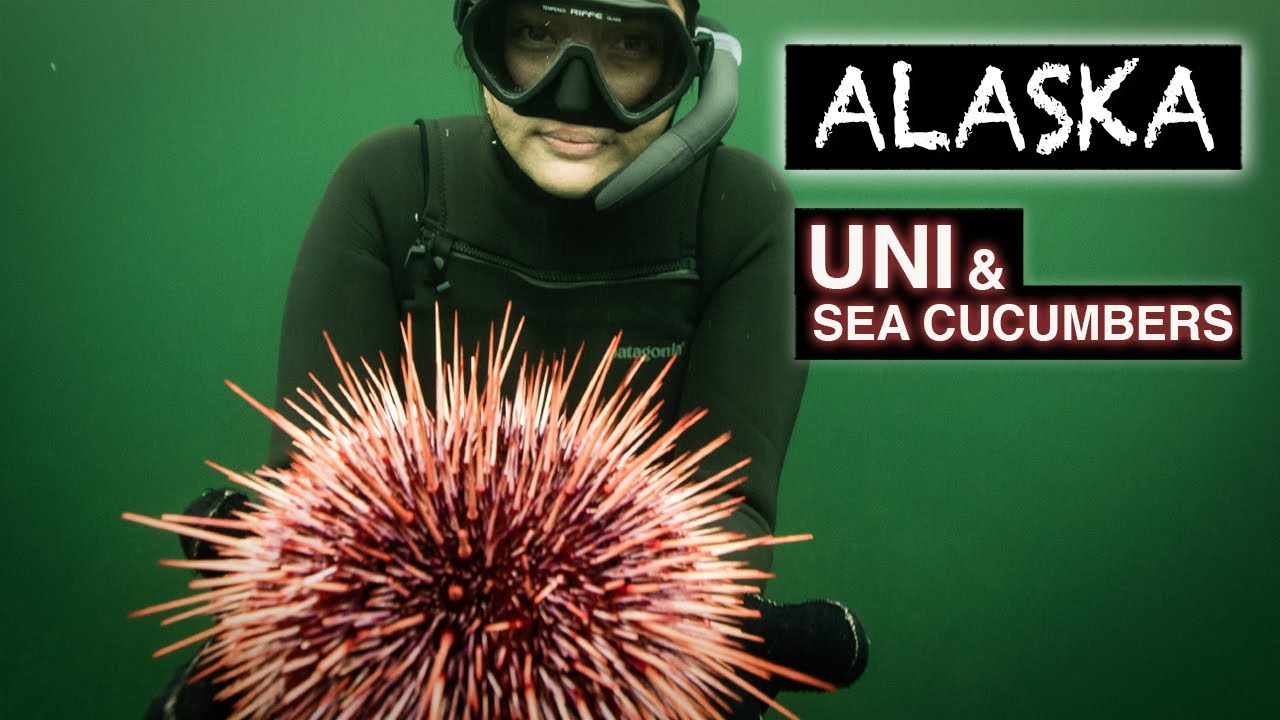 Дайвинг за морскими ежами и морскими огурцами на Аляске — Кими Вернер — Uni Sushi — Жареные морск...