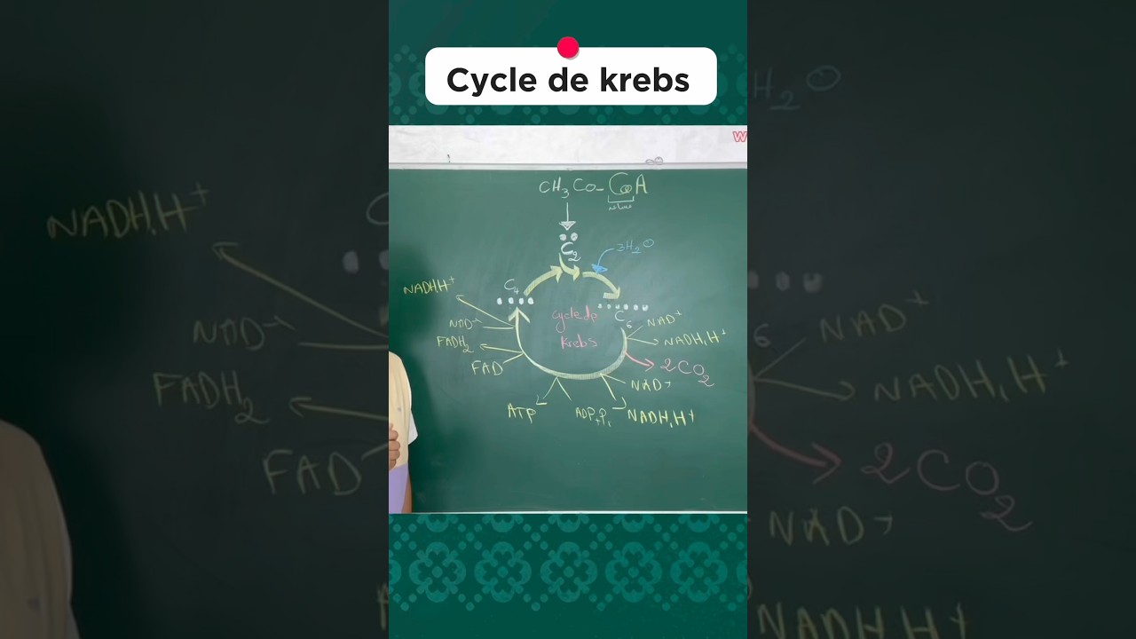 Cycle de krebs Astuce zwin bach t39al 3liha #cycledzkrebs