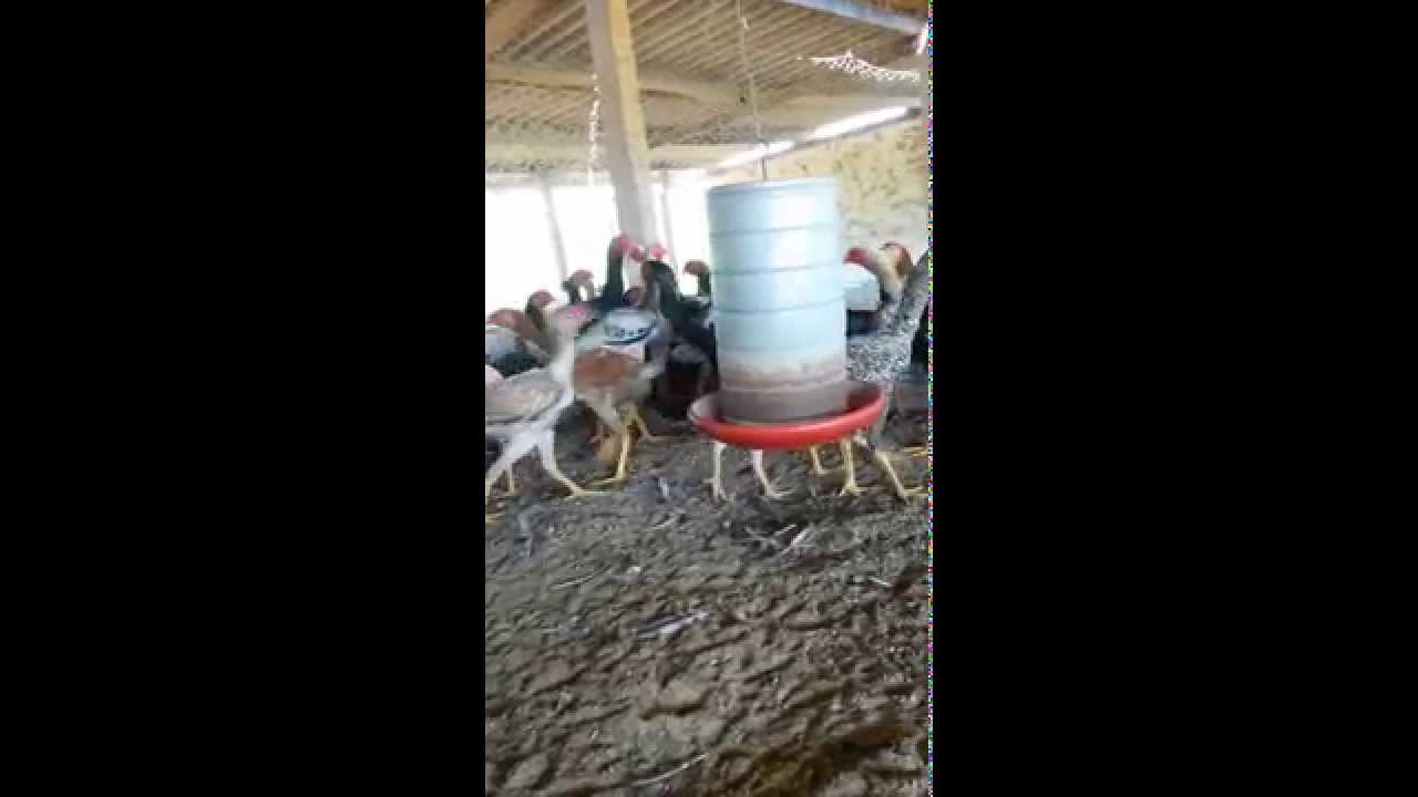 CH&Aacute;CARA LIBERDADE &Iacute;NDIO GIGANTE