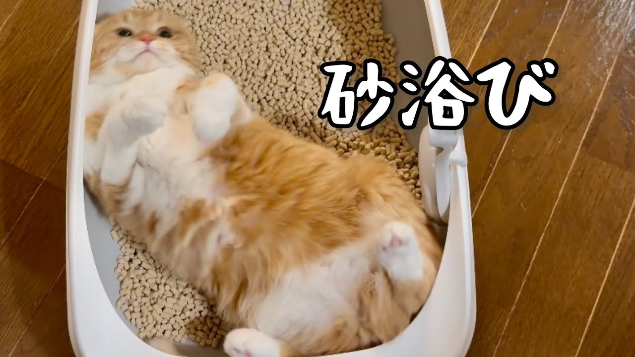トイレ掃除の仕上げは砂浴び？