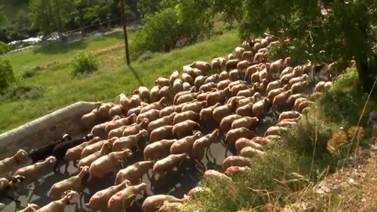 Agropastoralisme : la bande annonce du film