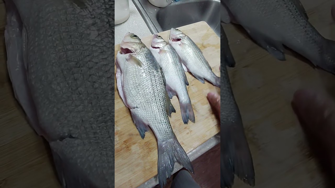 white bass pesca en Houston