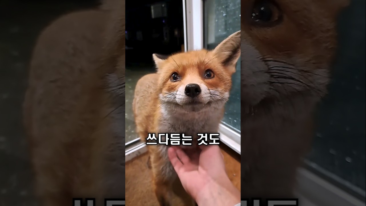 야생 여우, 사람 손을 거부하지 않습니다