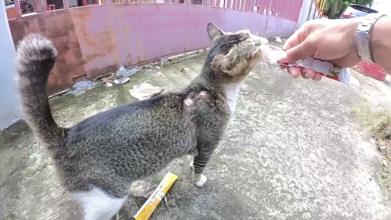 Kok badannya pada bopeng kenapa ini ya? 