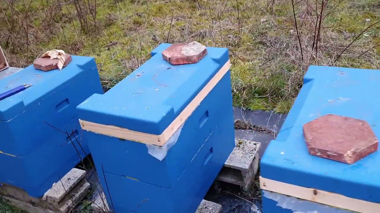 Stimulare si completare la roi cu o turta noua: Podisor PRO cu Hive Alive - 25 Februarie 2023
