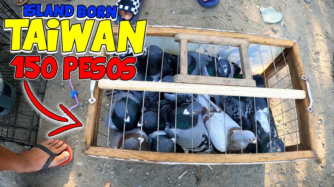 🔴BENTAHAN NG MURANG WANTAI BIRDS🔥