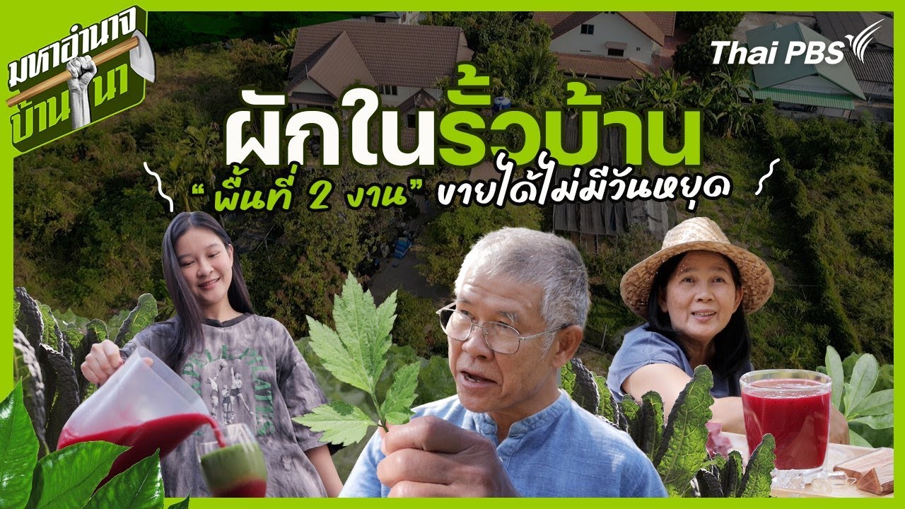 ผักในรั้วบ้าน 2 งาน ขายได้ไม่มีวันหยุด | มหาอำนาจบ้านนา