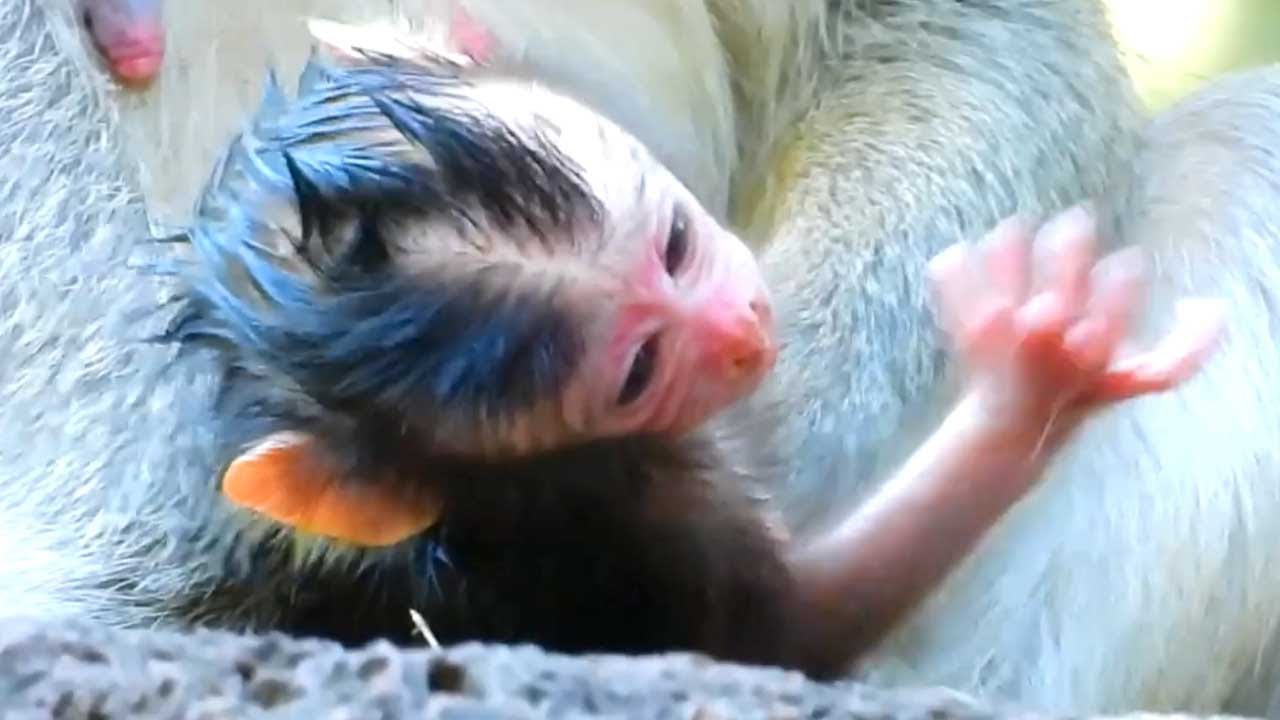 Cute Newborn Baby Monkey Leans From Mom’s Chest to See the World