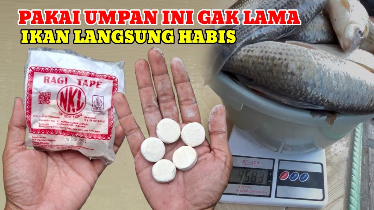 UMPAN GRANAT‼️BIKIN IKAN LANGSUNG PUNAH