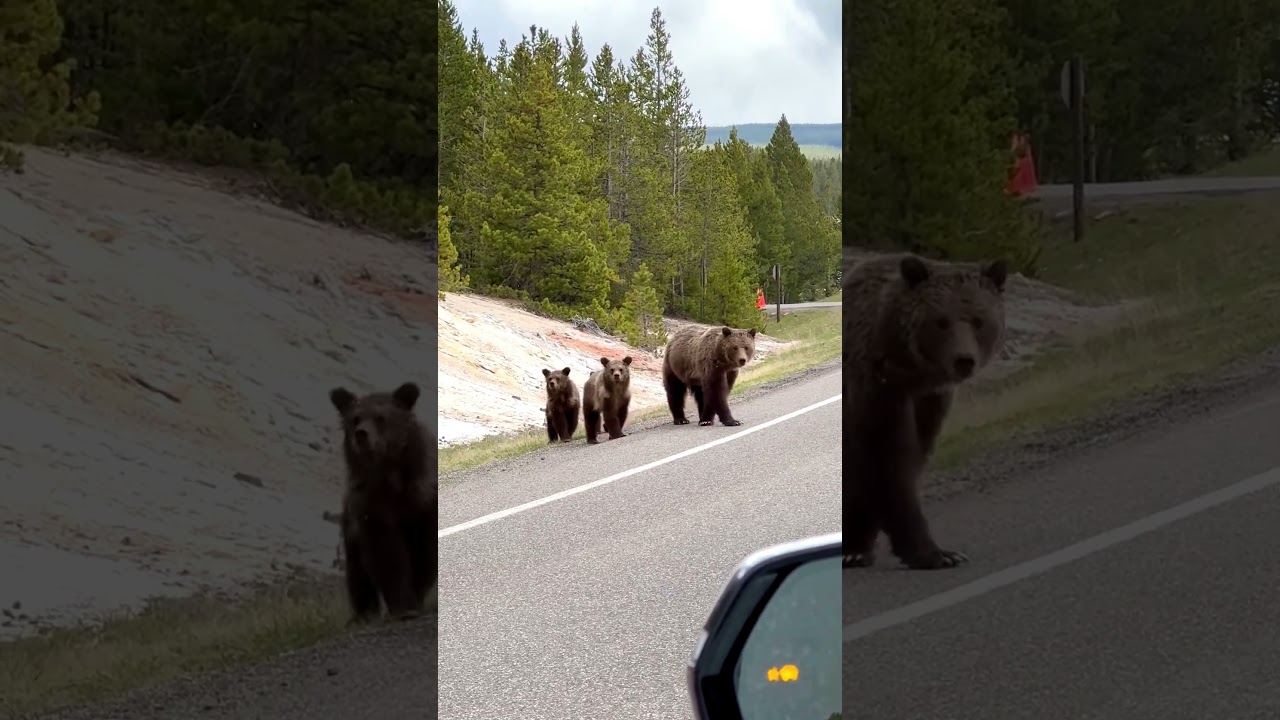 Mama grizzly and her 3 cubs 🤩