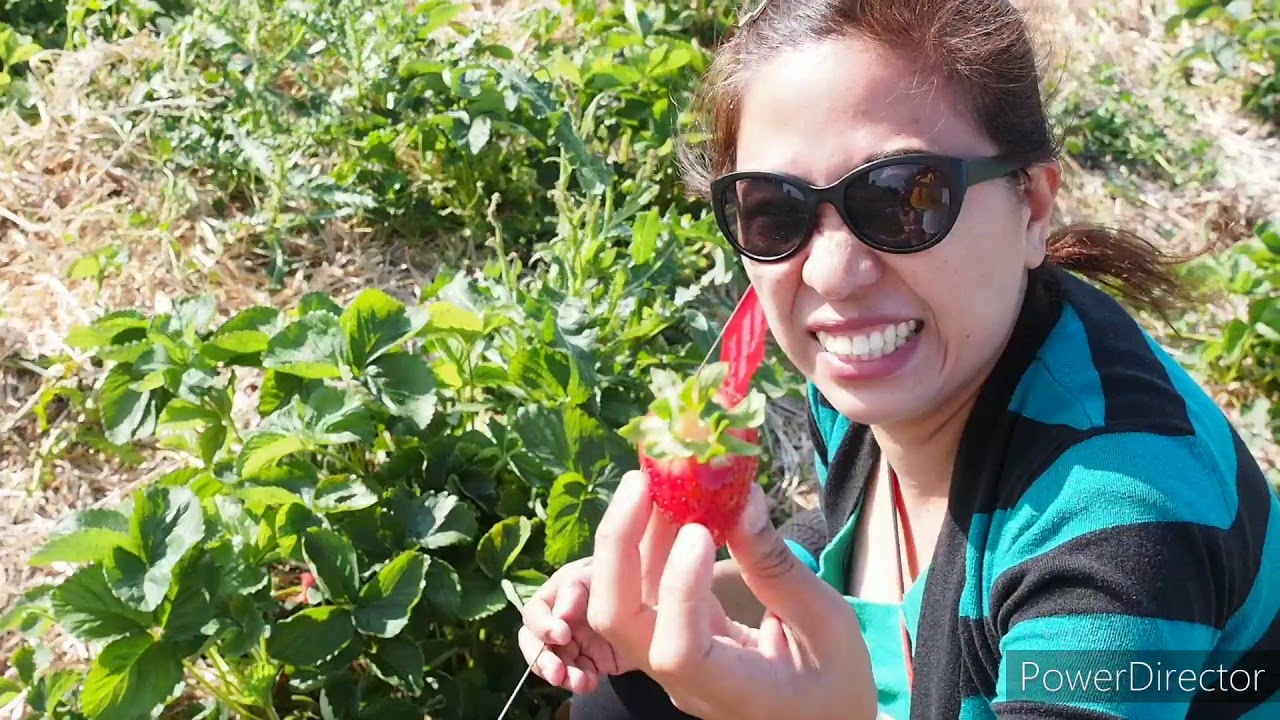 Strawberry Picking in Canada: Jungle Farm,  Innisfail,  Alberta