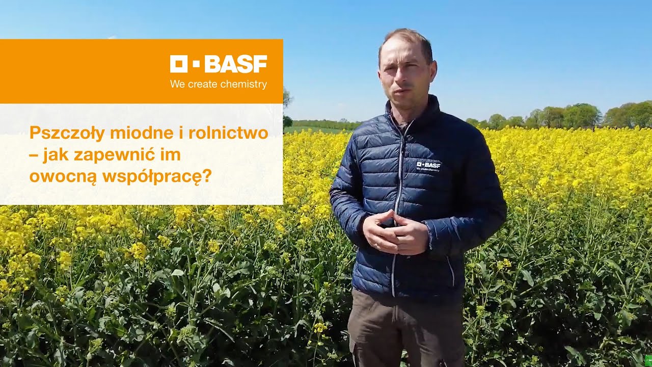 Pszczoły miodne i rolnictwo &ndash; jak zapewnić im owocną wsp&oacute;łpracę?