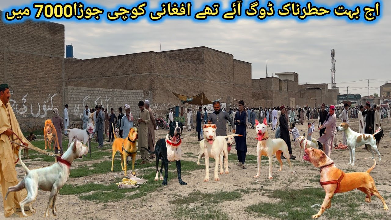 Sunday Dog market in Pakistan | Bully kutta puppies for sale | Animal Mandi in Pakistan