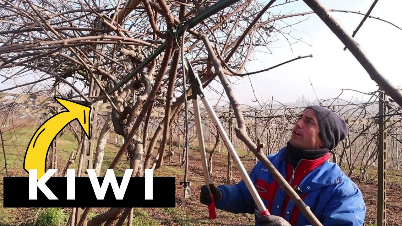 COME POTARE una PIANTA di KIWI (POTATURA INVERNALE ACTINIDIA)