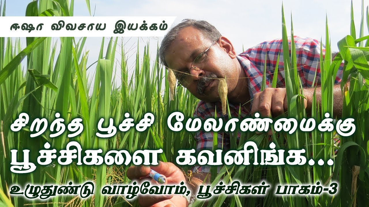 சிறந்த பூச்சி மேலாண்மைக்கு... பூச்சிகளை கவனிங்க!