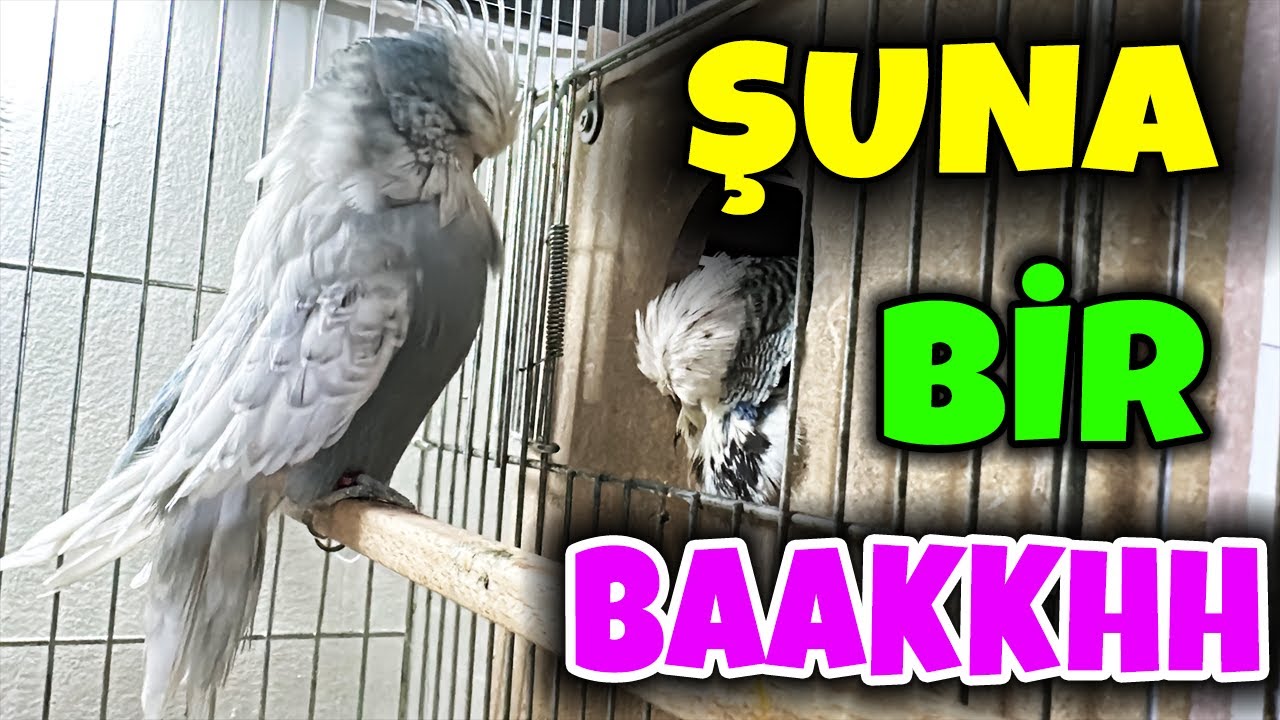 ÜST VASIF SHOW JUMBO YUMURTLADI MI ? DİĞER TAKIMLAR NE DURUMDA ? 