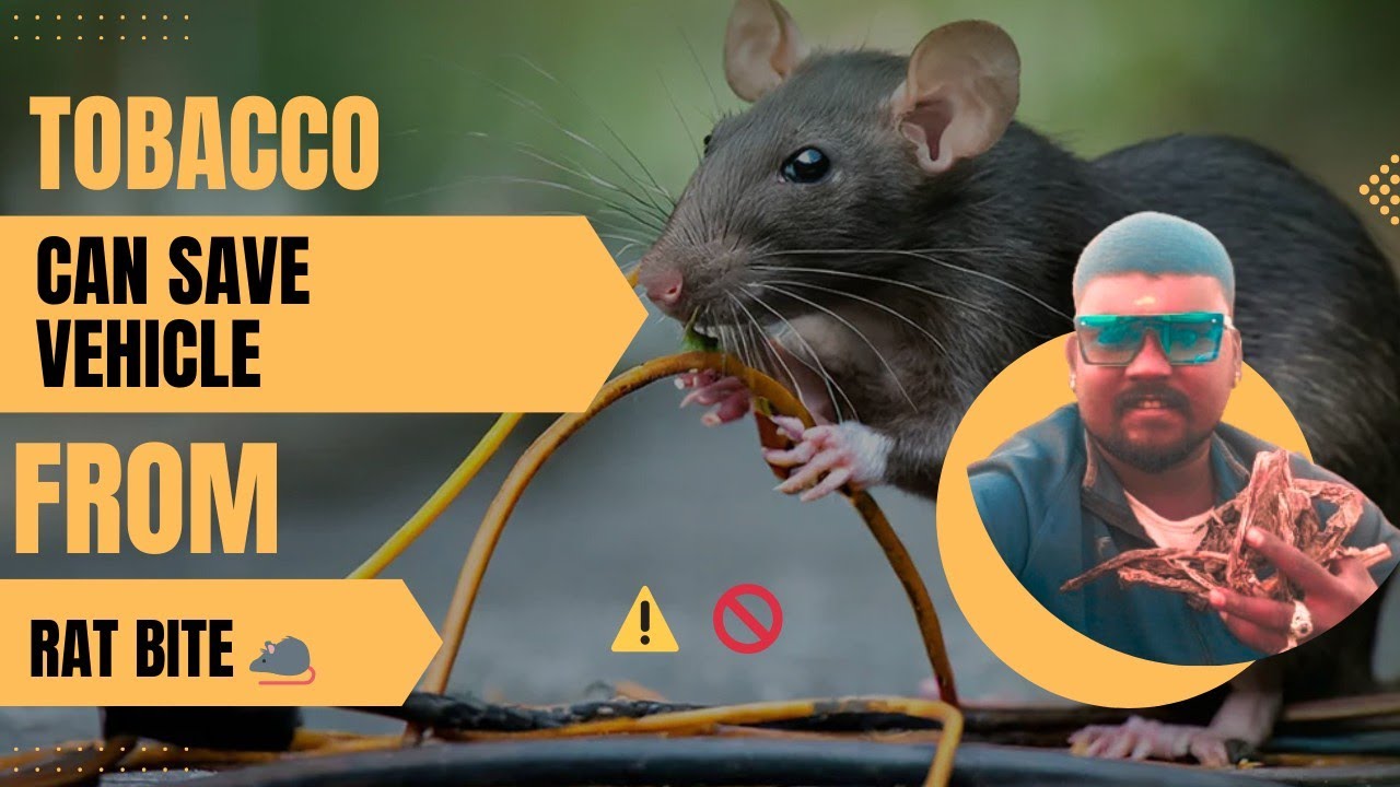 Tobacco must need 🐀 to protect vechiles ✨