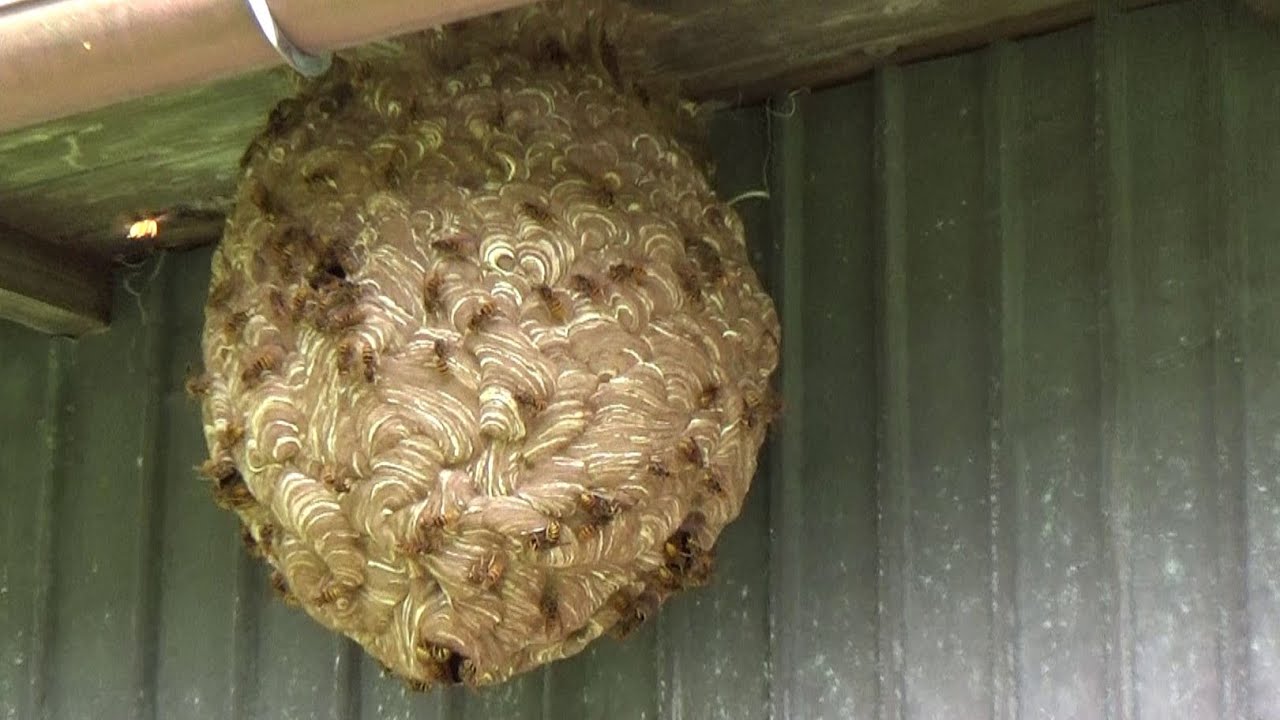 小野町でスズメバチ駆除- 平屋の倉庫の軒下に巨大なキイロスズメバチの巣！Hornet Nest Removal