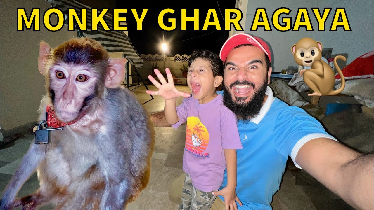 Monkey ko apne ghar le aya 🐒😂 Halat kharab hogai