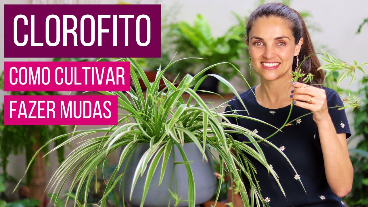 CLOROFITO 🌿 uma PLANTA LINDA para o QUARTO 🌱 COMO CULTIVAR e FAZER MUDAS