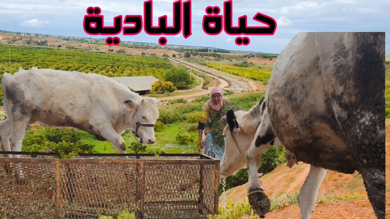 مي مليكة سكت ليها القلب 😂😂 مع الضوخة معرفت شنو تلبس ههههههه 🎄🎄