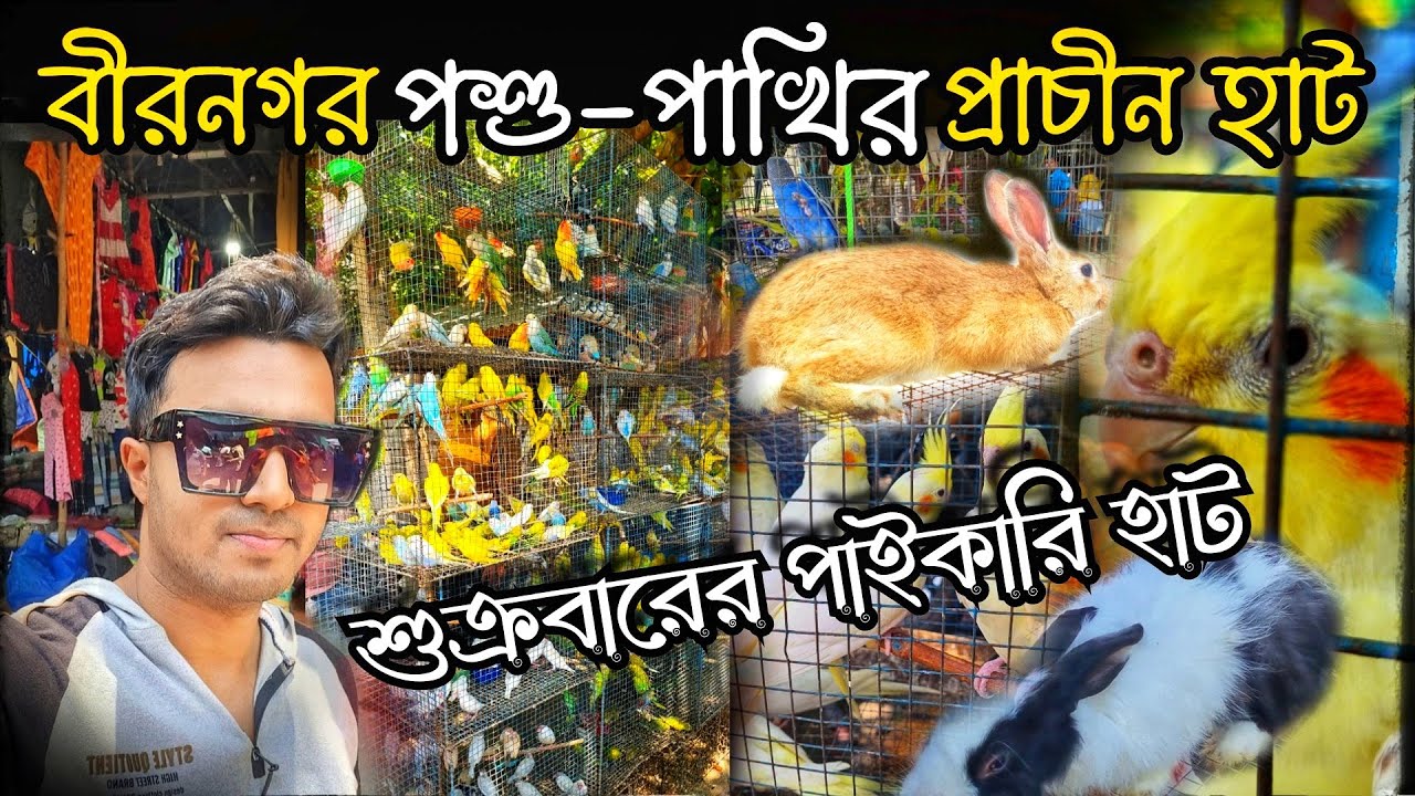 ভিডিও বানাতে গিয়ে মার খেলাম 😭. birnagar bird market. birnagar pakhir hat.