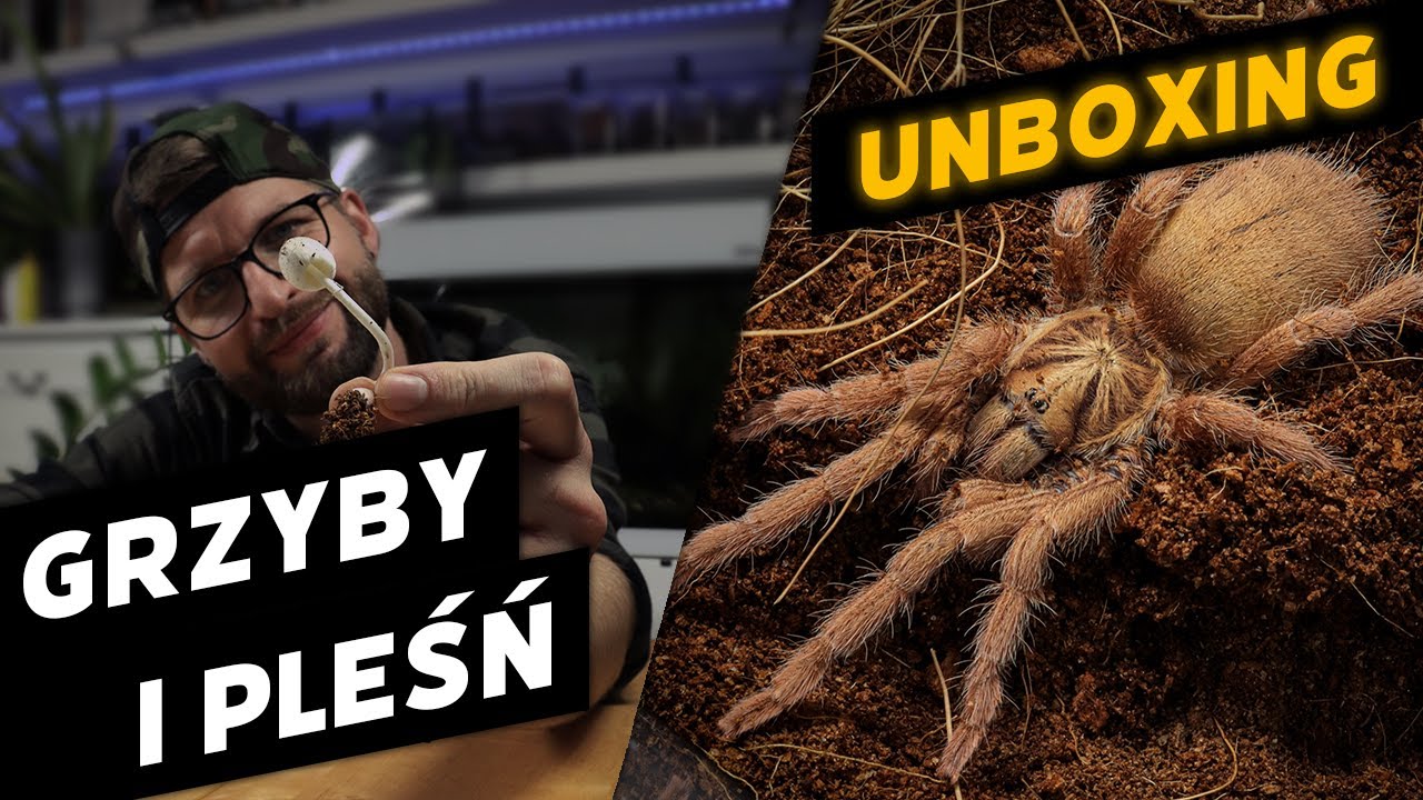 #29 Paczka z Argiopeterra | Grzyby w terrarium