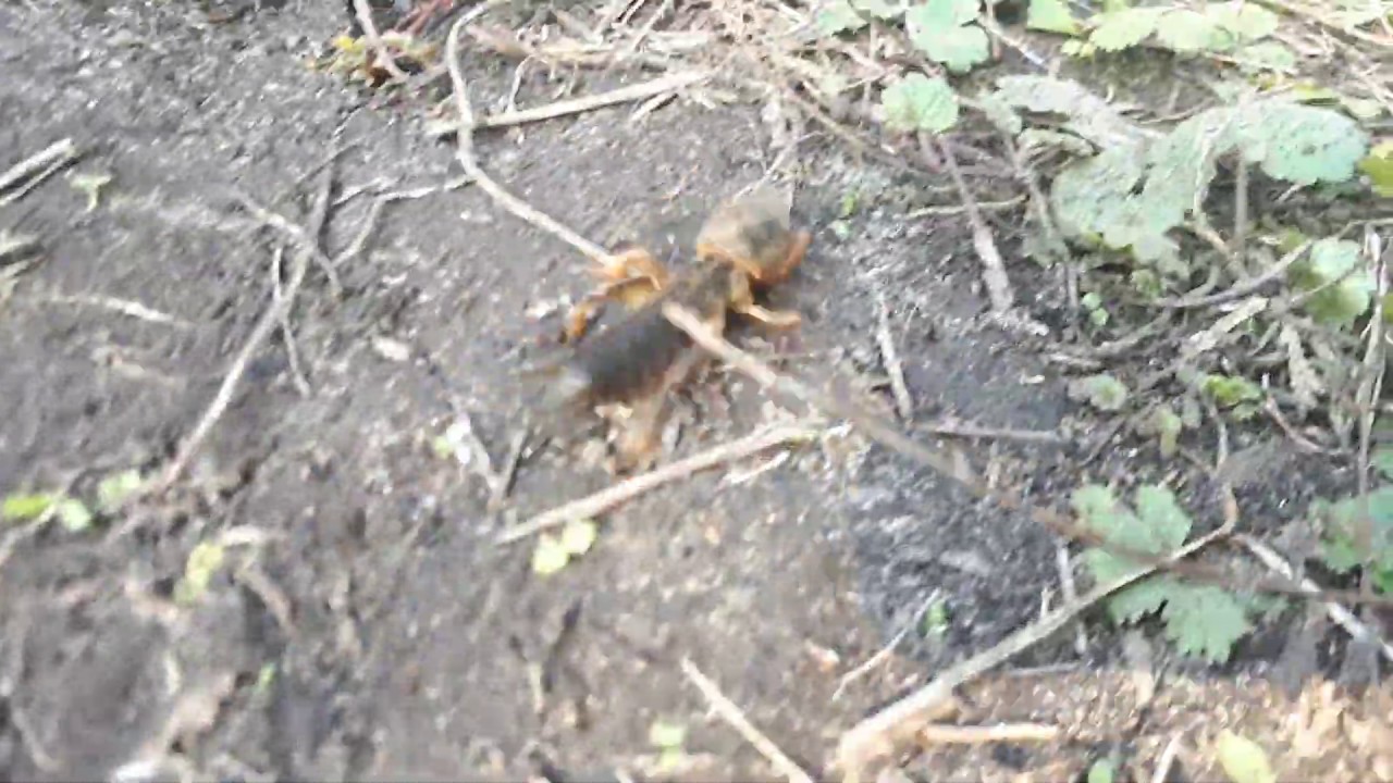 Gryllotalpa gryllotalpa - turkuć podjadek