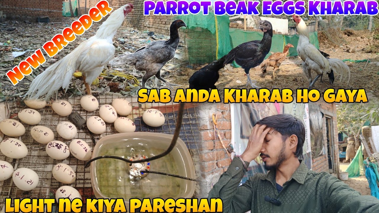 Incubator Ka Sara Anda Kharab Ho Gaya 🥺😭 Farm New Update Parrot Beak Aseel Chicks Z Black Skin Farm 