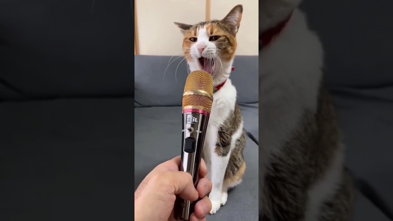 gato engra&ccedil;ado #viral