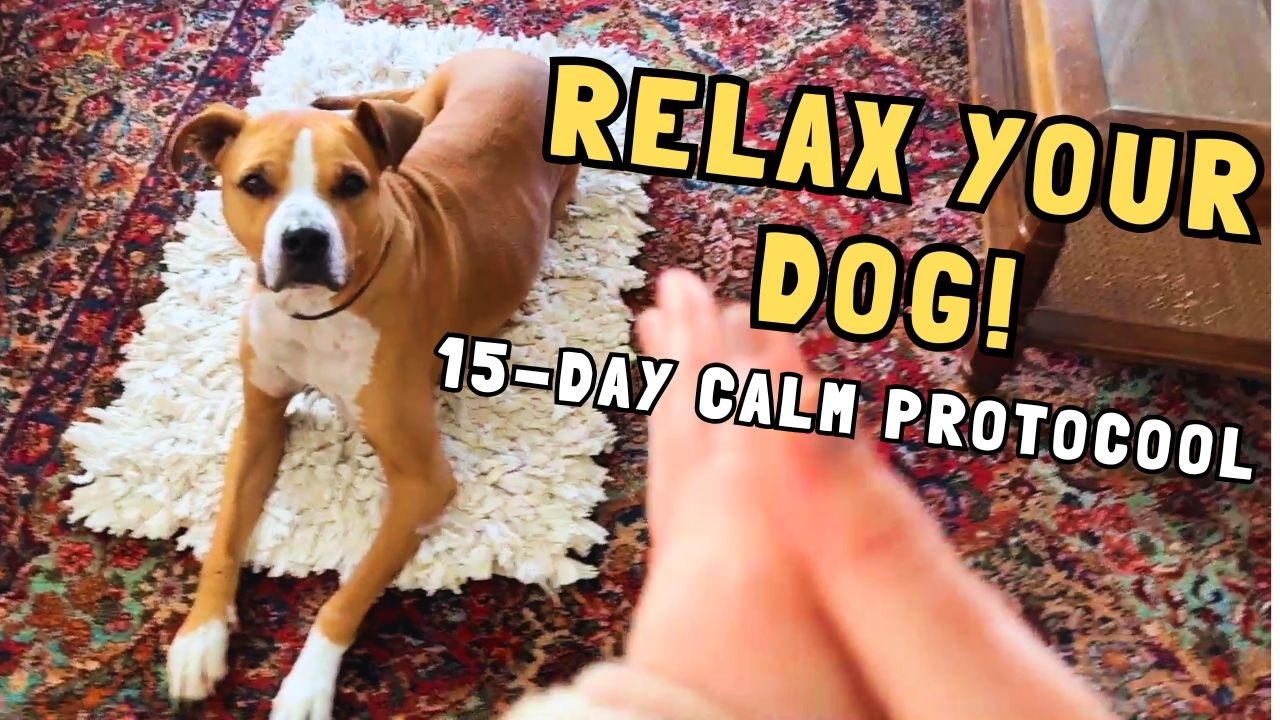 Calm Your Dog with the Karen Overall Relaxation Protocol