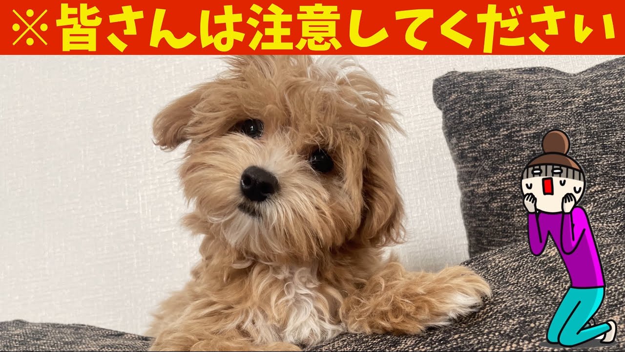 マルプーの子犬をお迎えして1年。既に後悔しています&hellip;【マルプーお迎え】