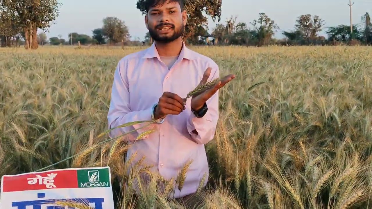 गेहूं की सबसे जबरदस्त पैदावार देने वाली वैरायटी 1एकड़ में 35से40 कुंटल पैदावार कम खर्चा हर साल चर्चा