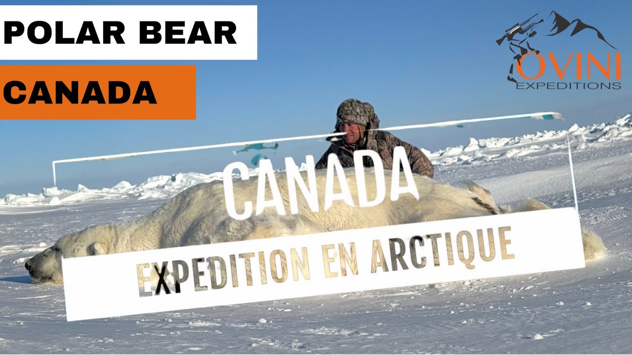 POLAR BEAR - CANADA - OURS POLAIRE AVEC OVINI EXPEDITIONS
