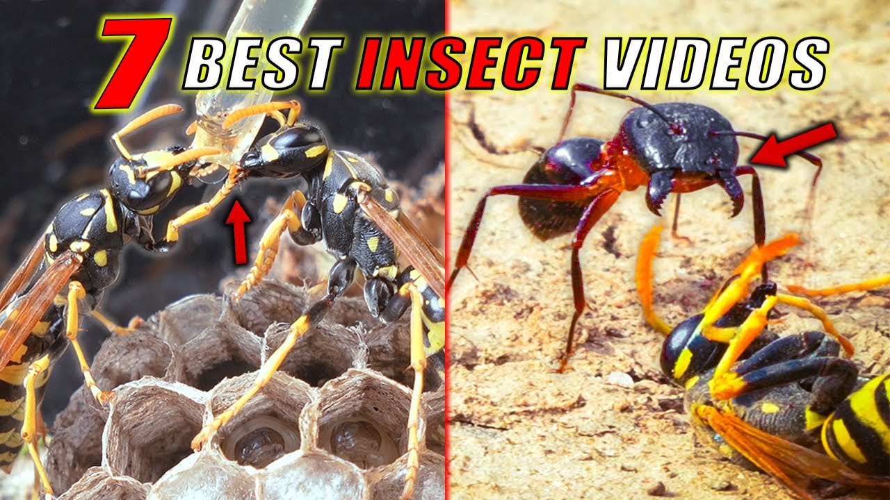 TOP 7 MOST INCREDIBLE INSECT VIDEOS OF 2025 FILMED IN THE FOREST