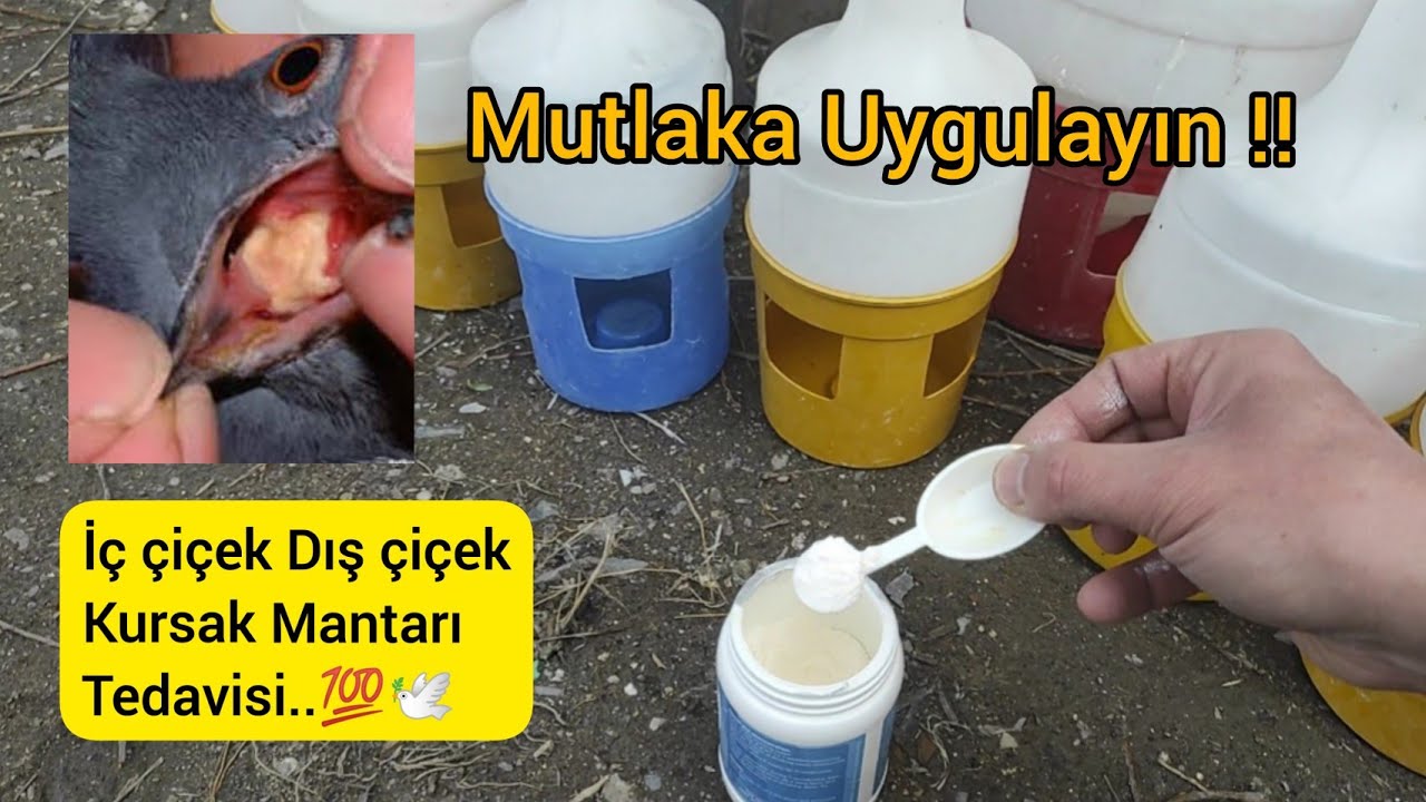 İÇ ÇİÇEK TEDAVİSİ - Kursak mantarı pamukçuk peynirleşme dış çiçek - Güvercin hastalık