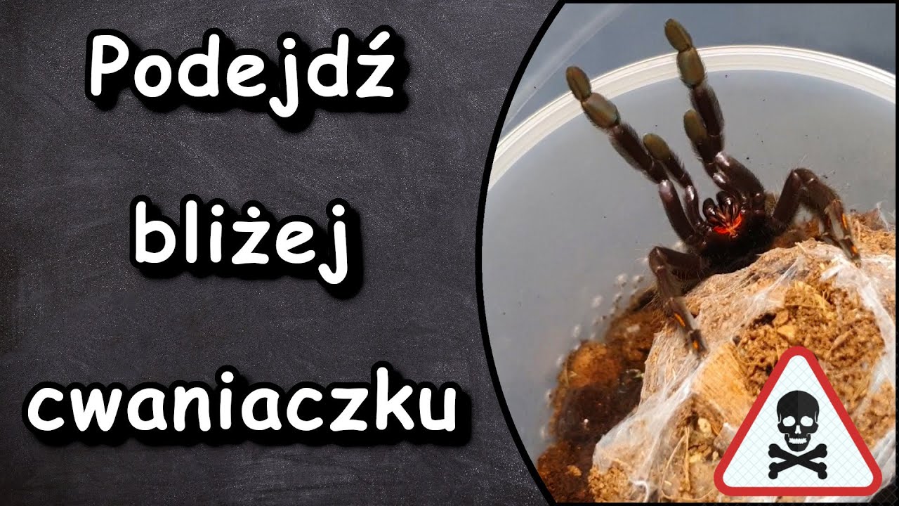 Psalmopoeus irminia potrafi pokazać kto tu rządzi. Update ptasznika i nowe terra.