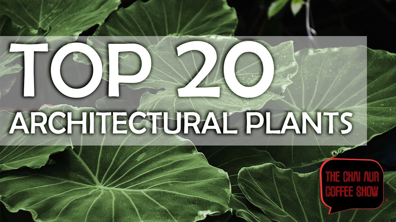 TOP 20 ARCHITECTURAL PLANTS