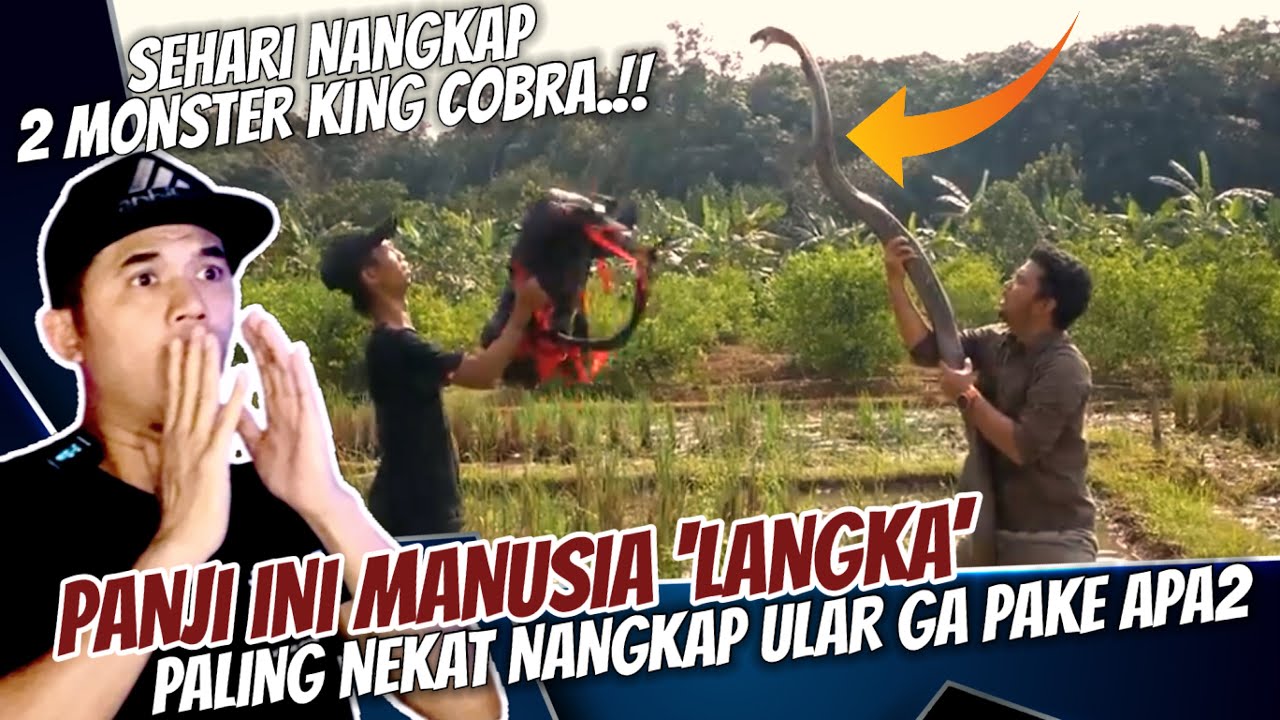 DUA KING COBRA MONSTER BIKIN PANJI KELABAKAN | ALPRIH SAMPE TIARAP😱😱