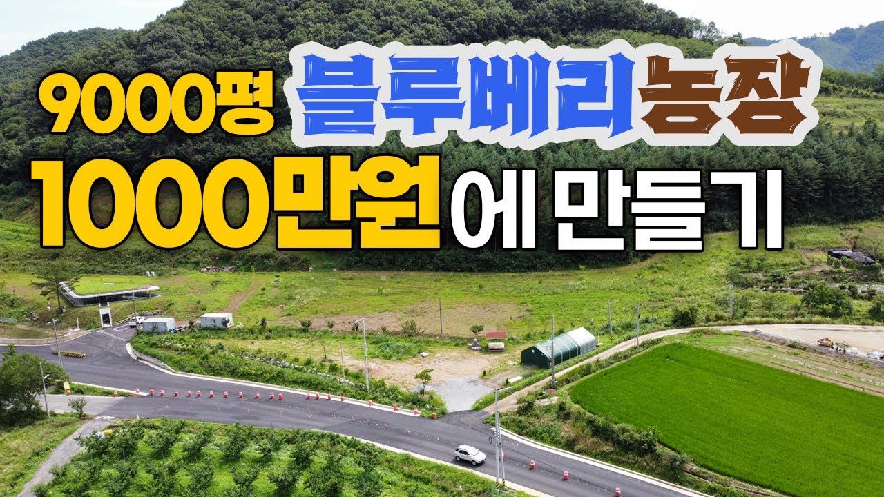 9000평 블루베리 농장 만들기!1000만원 프로젝트 시작!