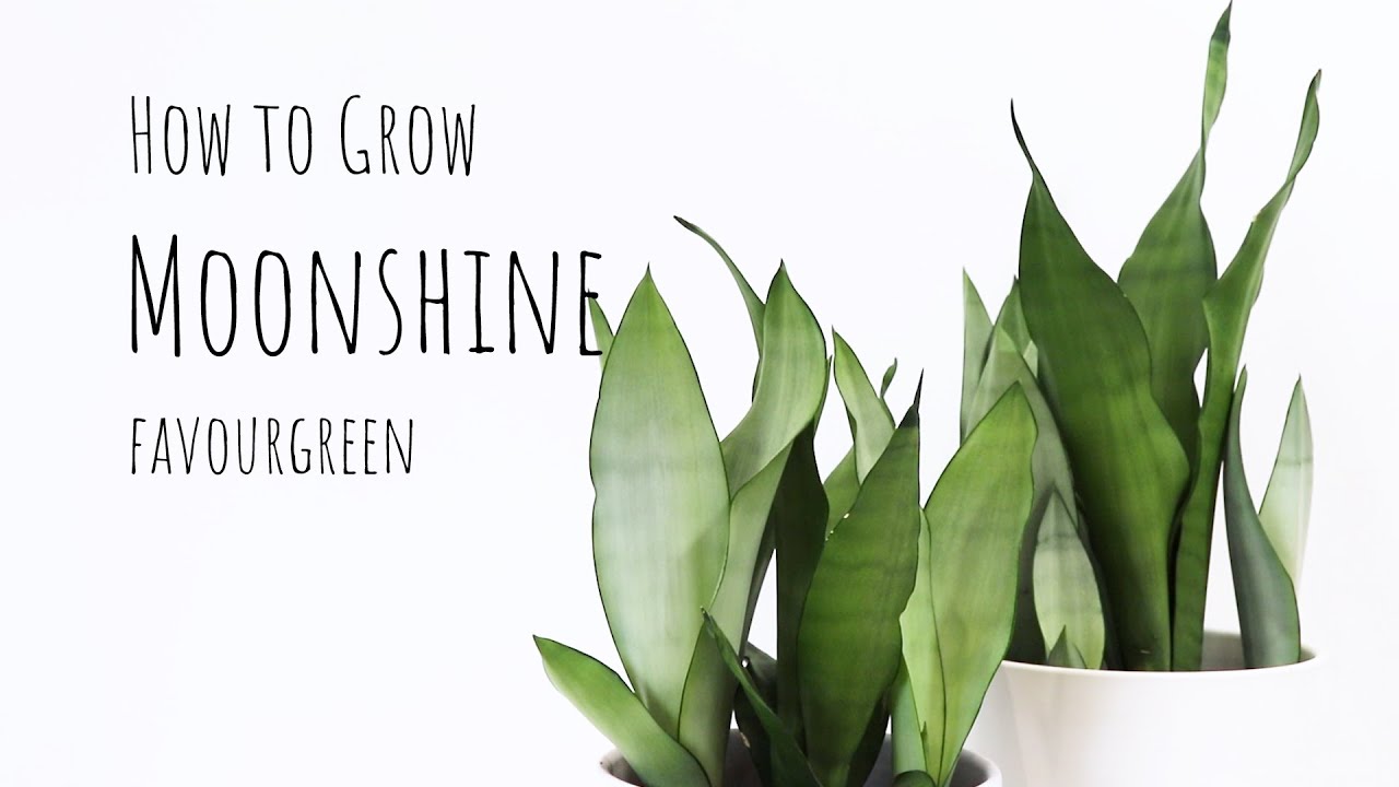 How to grow Sansevieria Trifasciata Moonshine how to care for snake plant moonshine sansevieria