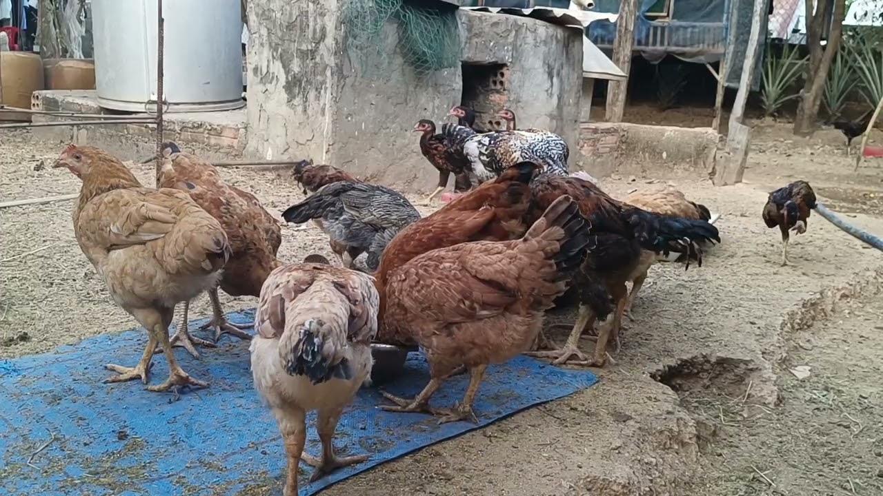 Backyard Farm Feeding Time 🐔🌿