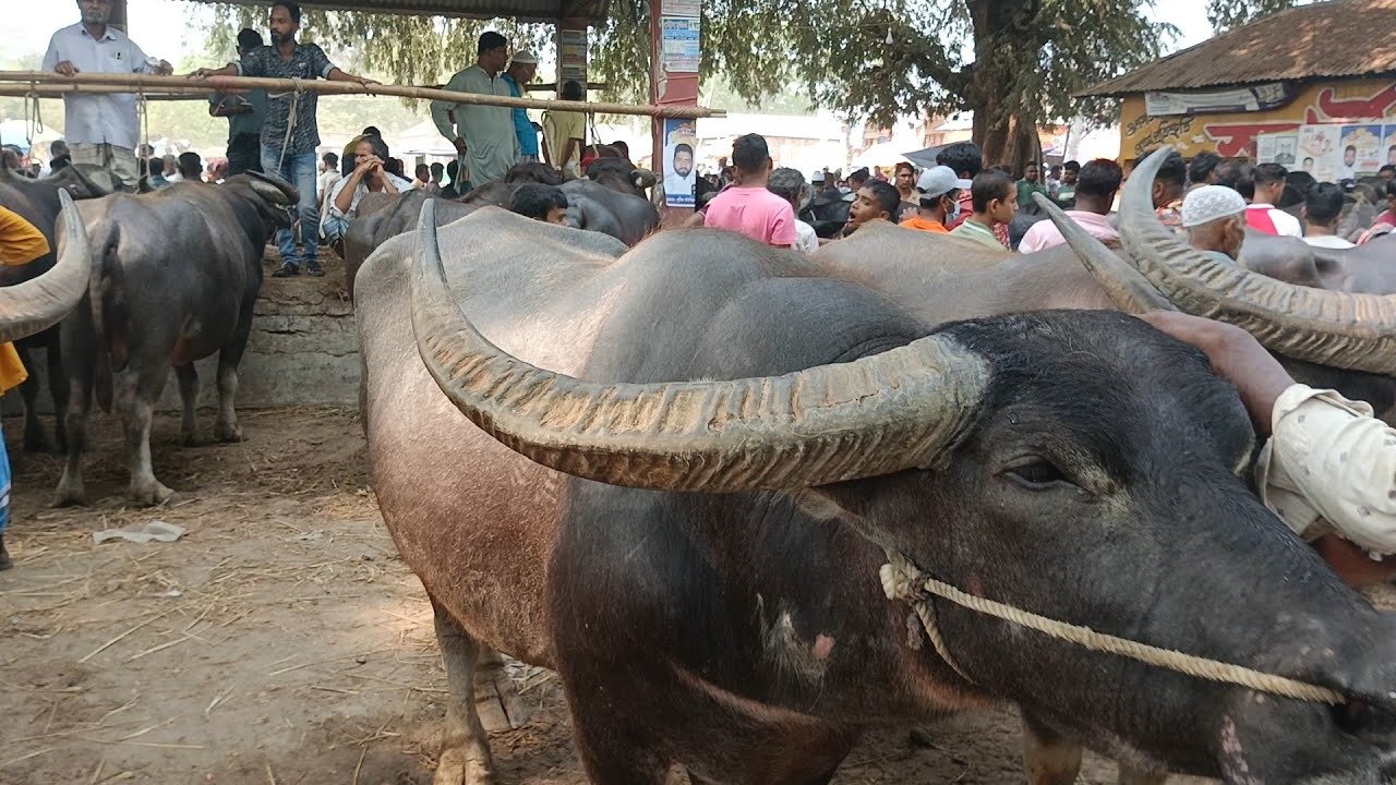 আজকের মহিষের হাট - পুটিয়া বাজার, শিবপুর উপজেলা , নরসিংদী - Buffalo Market, Narsingdi, Bangladesh.